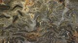 Jurassic Aged Osmunda Petrified Wood - Australia #34056-2